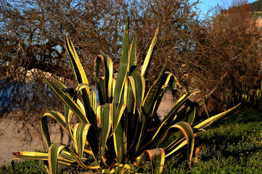 AGAVE selvatica sul mare in Sicilia a Cefalù. Fotografie di Giulio Azzarello ©2014. AGAVE selvatica sul mare in Sicilia a Cefalù. Fotografie di Giulio Azzarello ©2014.