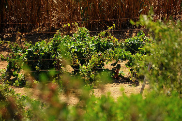 GORGHI TONDI oasi di vigneti e piante Mazzara del Vallo in Sicilia. Foto di Giulio Azzarello ©2016. GORGHI TONDI oasi di vigneti e piante Mazzara del Vallo in Sicilia. Foto di Giulio Azzarello ©2016.