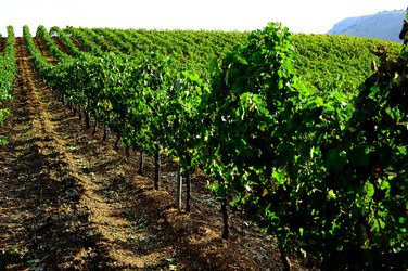 CAMPAGNA SICILIANA. Fotografie di Giulio Azzarello &copy;2016.