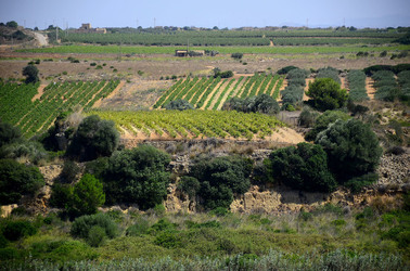 GORGHI TONDI oasi di vigneti e piante Mazzara del Vallo in Sicilia. Foto di Giulio Azzarello ©2016. GORGHI TONDI oasi di vigneti e piante Mazzara del Vallo in Sicilia. Foto di Giulio Azzarello ©2016.