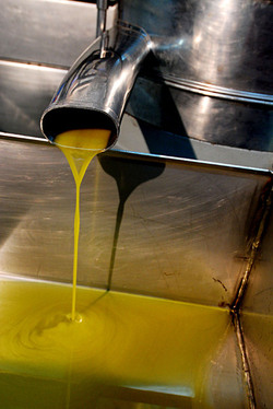 TIPICO FRANTOIO fotografie di Giulio Azzarello ©2014. TIPICO FRANTOIO fotografie di Giulio Azzarello ©2014.