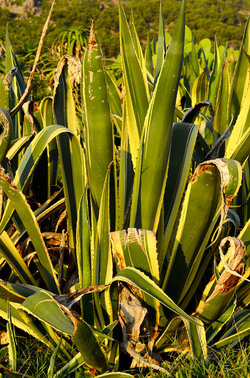 ISOLA DI USTICA la natura. Fotografie di Giulio Azzarello &copy;2016.