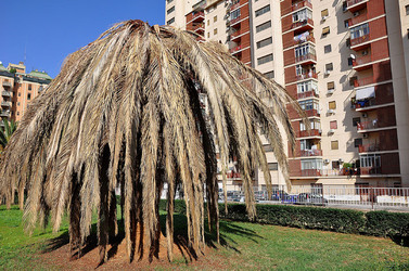IL COLEOTTERO ROSSO e la moritura delle palme. Fotografie di Giulio Azzarello &copy;2014.