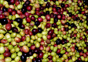 TIPICO FRANTOIO fotografie di Giulio Azzarello ©2014. TIPICO FRANTOIO fotografie di Giulio Azzarello ©2014.