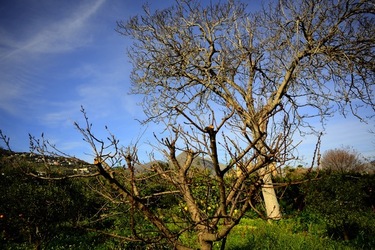 CAMPAGNA fotografie di Giulio Azzarello ©2020.
