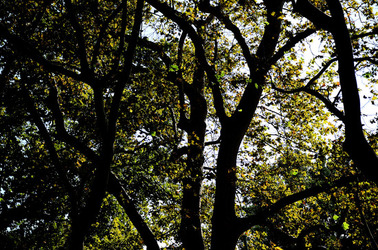 GIARDINI della BIENNALE a Venezia. Foto di Giulio Azzarello &copy;2015 2016.