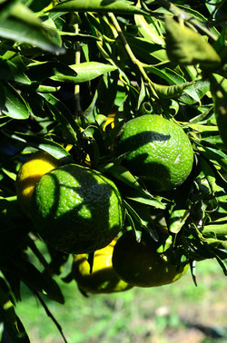 ULIVETO in autunno. Fotografie di Giulio Azzarello ©2014. ULIVETO in autunno. Fotografie di Giulio Azzarello ©2014.