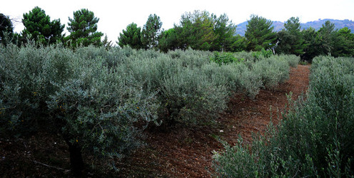CAMPAGNA SICILIANA. Fotografie di Giulio Azzarello &copy;2016.