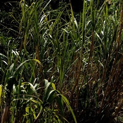 ORTO BOTANICO. Fotografie di Giulio Azzarello &copy;2024.