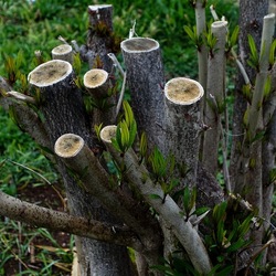 TRONCHI. Fotografie di Giulio Azzarello ©2022.