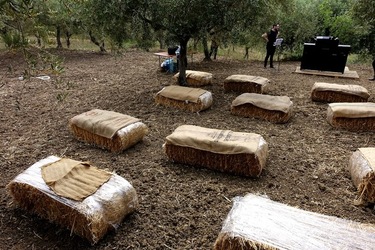 ULIVETO SICILIANO. Fotografie di Giulio Azzarello ©2022.