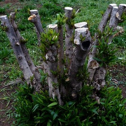 TRONCHI. Fotografie di Giulio Azzarello ©2022.