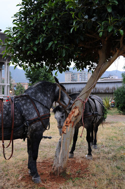 LA BATTAGLIA DI PONTE AMMIRAGLIO a Palermo lo sbarco dei mille . Fotografie di Giulio Azzarello &copy;2014.