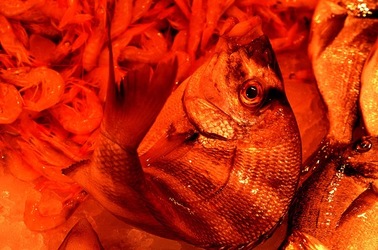 VUCCIRIA anni 90. Fotografie di Giulio Azzarello ©2022. VUCCIRIA anni 90. Fotografie di Giulio Azzarello ©2022.