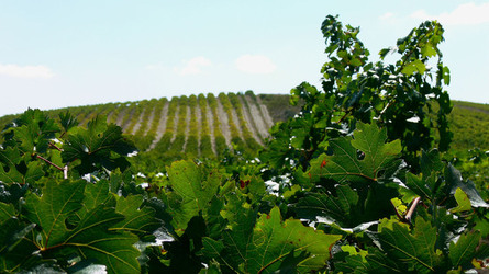 VIGNETO tipico siciliano a Salemi panoramiche e particolari. Fotografie di Giulio Azzarello &copy;2014.