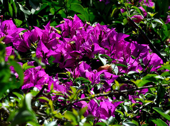 NATURA Violette siciliane in un tipico giardino in estate. Fotografie di Giulio Azzarello &copy;2014.