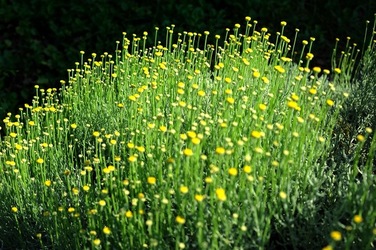 ORTO BOTANICO di Palermo nel maggio 2018. Fotografie di Giulio Azzarello &copy;2018.