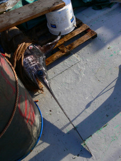 LE FELUCHE di Sicilia fotografie di Giulio Azzarello ©2014. LE FELUCHE di Sicilia fotografie di Giulio Azzarello ©2014.