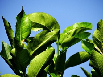 HABITAT NATURA in campagna. Fotografie di Giulio Azzarello ©2015 2016. HABITAT NATURA in campagna. Fotografie di Giulio Azzarello ©2015 2016.