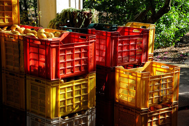 LIMONI di Sicilia coltivati in modo biologico. Fotografie di Giulio Azzarello &copy;2014.