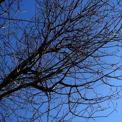 ALBERI. Fotografie di Giulio Azzarello &copy;2024.