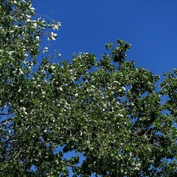 GIARDINO. Fotografie di Giulio Azzarello ©2022.