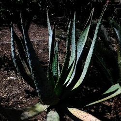 GIARDINO fotografie di Giulio Azzarello ©2019. GIARDINO fotografie di Giulio Azzarello ©2019.