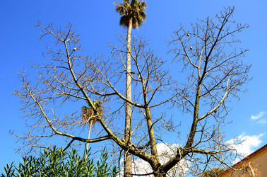 MACCHIA MEDITERRANEA in Sicilia. Fotografie di Giulio Azzarello &copy;2106.