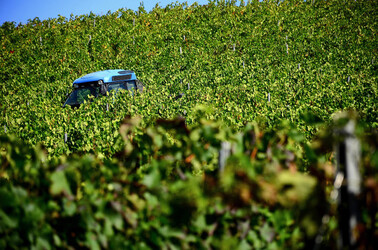 VENDEMMIA a S.Cristina Gela in Sicilia. Fotografie di Giulio Azzarello &copy;2016.