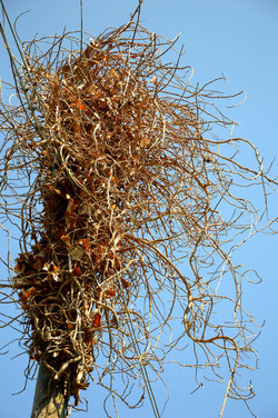 GRANDE NIDO spontaneo in campagna. Fotografie di Giulio Azzarello &copy;2014.