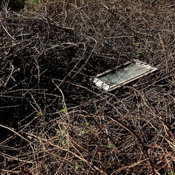 RAMI E ROVI. Fotografie di Giulio Azzarello ©2023. RAMI E ROVI. Fotografie di Giulio Azzarello ©2023.