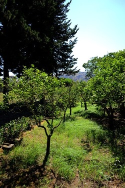 GIARDINO SICILIANO fotografie di Giulio Azzarello ©2021. GIARDINO SICILIANO fotografie di Giulio Azzarello ©2021.