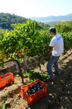VENDEMMIA a S.Cristina Gela i coltivatori. Fotografie di Giulio Azzarello ©2016. VENDEMMIA a S.Cristina Gela i coltivatori. Fotografie di Giulio Azzarello ©2016.