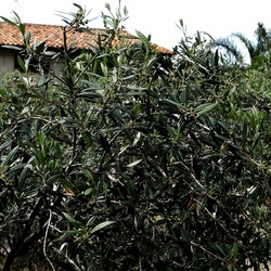 CAMMINANDO. Fotografie di Giulio Azzarello &copy;2024.