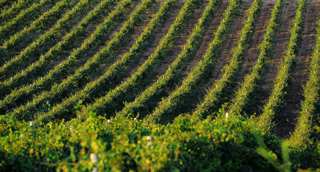 VIGNETO GIOVANE in Sicilia fotografie di Giulio Azzarello &copy;2016.