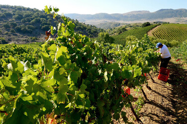 VENDEMMIA a S.Cristina Gela i coltivatori. Fotografie di Giulio Azzarello ©2016. VENDEMMIA a S.Cristina Gela i coltivatori. Fotografie di Giulio Azzarello ©2016.