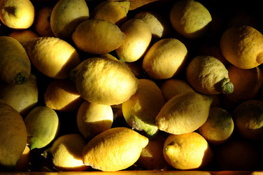 LIMONI di Sicilia coltivati in modo biologico. Fotografie di Giulio Azzarello &copy;2014.