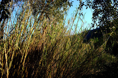GOLE DELL ALCANTARA in Sicilia. Fotografie di Giulio Azzarello &copy;2016.