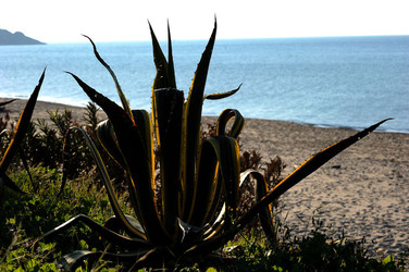 AGAVE selvatica sul mare in Sicilia a Cefalù. Fotografie di Giulio Azzarello ©2014. AGAVE selvatica sul mare in Sicilia a Cefalù. Fotografie di Giulio Azzarello ©2014.