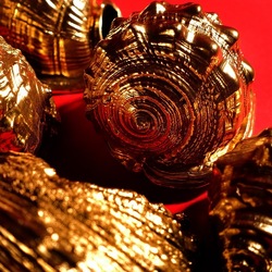 CONCHIGLIE. Fotografia di Giulio Azzarello &copy;2023.