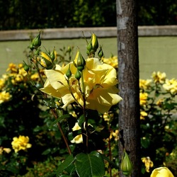 ROSETO. Fotografie di Giulio Azzarello &copy;2022.