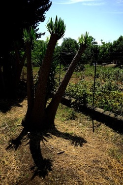 GIARDINO fotografie di Giulio Azzarello ©2019. GIARDINO fotografie di Giulio Azzarello ©2019.