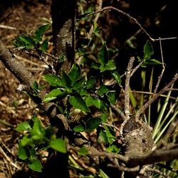 GIARDINO SICILIANO. Fotografie di Giulio Azzarello ©2022. GIARDINO SICILIANO. Fotografie di Giulio Azzarello ©2022.