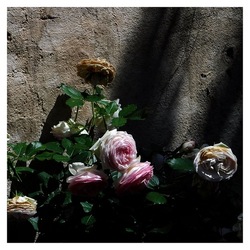 ROSE fotografie di Giulio Azzarello ©2019. ROSE fotografie di Giulio Azzarello ©2019.