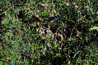 ULIVETO in autunno. Fotografie di Giulio Azzarello ©2014. ULIVETO in autunno. Fotografie di Giulio Azzarello ©2014.