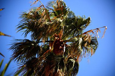 MACCHIA MEDITERRANEA in Sicilia. Fotografie di Giulio Azzarello &copy;2106.