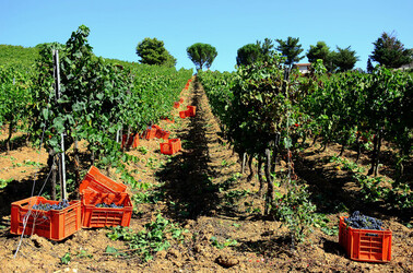VENDEMMIA a S.Cristina Gela in Sicilia. Fotografie di Giulio Azzarello &copy;2016.