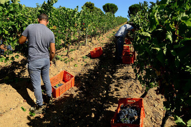VENDEMMIA a S.Cristina Gela i coltivatori. Fotografie di Giulio Azzarello ©2016. VENDEMMIA a S.Cristina Gela i coltivatori. Fotografie di Giulio Azzarello ©2016.