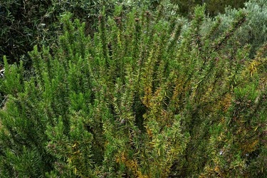 ULIVETO SICILIANO. Fotografie di Giulio Azzarello ©2022.