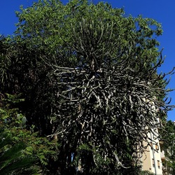 GIARDINO. Fotografie di Giulio Azzarello ©2022.